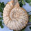 Thumbnail: Ammonite Fossil 💫