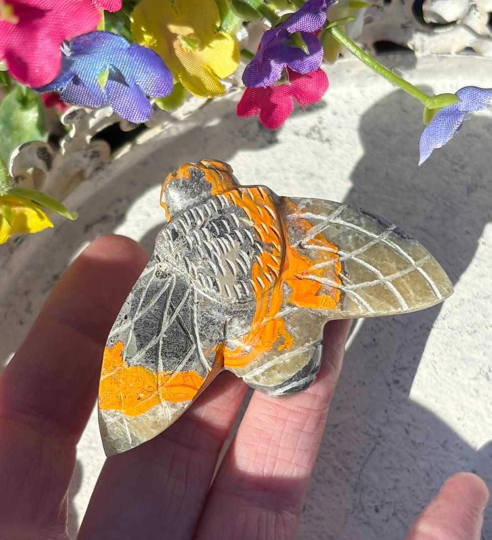 Thumbnail: Bumblebee Jasper 🐝