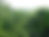 rainforest.jpeg