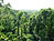 rainforest.jpeg