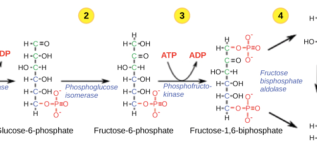Metabolism and How Alcohol Affects It.
