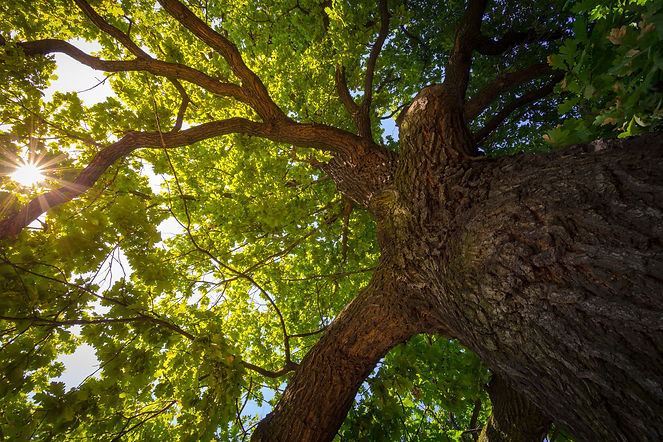 AdobeStock_131717048.jpeg