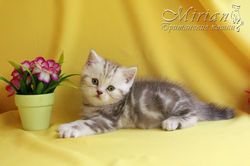 Питомник британских кошек Мириан