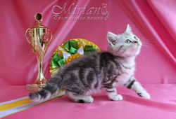 Питомник британских кошек Мириан