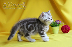 Питомник британских кошек Мириан