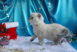 Питомник британских кошек Мириан