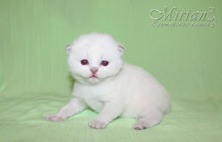 Питомник британских кошек Мириан