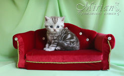 питомник британских кошек мириан.