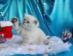 Питомник британских кошек Мириан