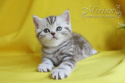 Питомник британских кошек Мириан