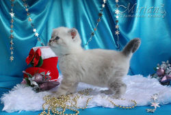 Питомник британских кошек Мириан