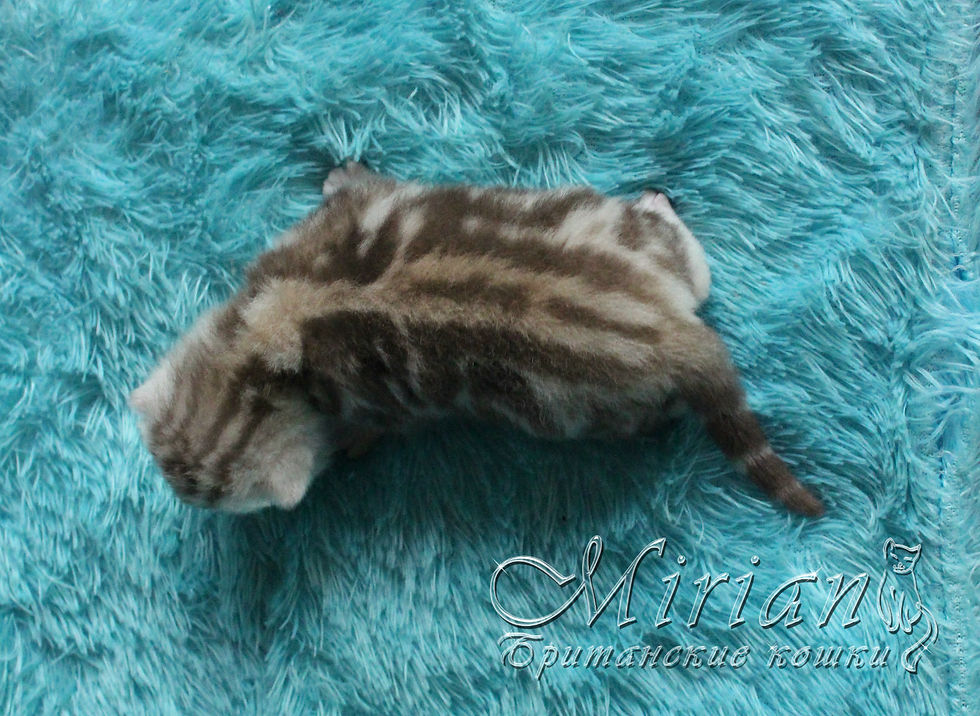 Питомник британских кошек Мириан