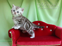 питомник британских кошек мириан.