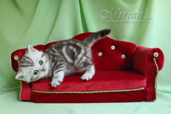 питомник британс