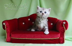 Питомник британских кошек Мириан