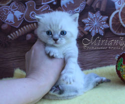 Питомник британских кошек Мириан