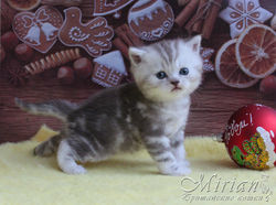 Питомник британских кошек Мириан