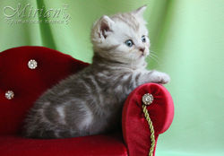Питомник британских кошек Мириан