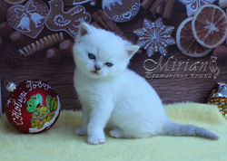 Питомник британских кошек Мириан