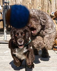 Image 03-06-2021 at 19_edited.jpg