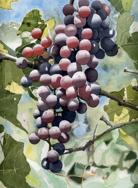 Grapes of mild