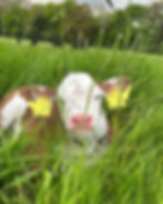 Sleepy newborn calf!