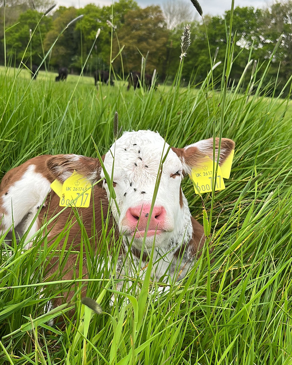 Sleepy newborn calf!
