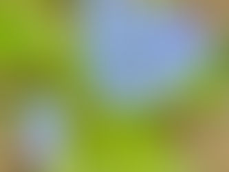 Forget Me Not Wild Flowers Whistler BC