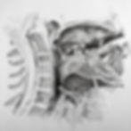 Anatomia