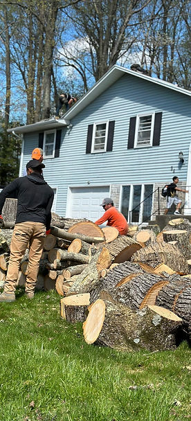 Nelman-Tree-Service-2024-14-1.jpeg