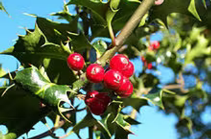 Holly
