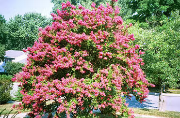 Crepe Myrtle