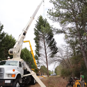 Tree Service In Georgia