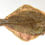 縮圖：真鰈(比目魚)