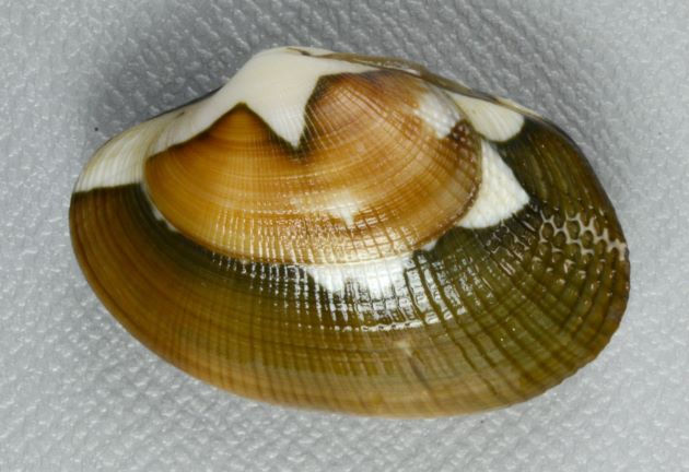 縮圖：浅蜊 (アサリ)