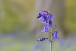 Bluebells - Claire Lewis