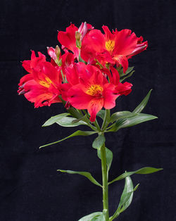 Alstromeria (Summer Heat) - Ron Parish
