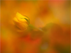 Allure Of The Rose - Tony Stringer