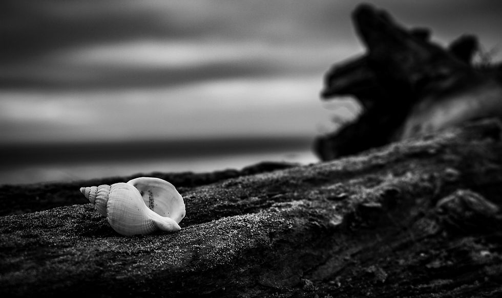 Empty - Claire Lewis