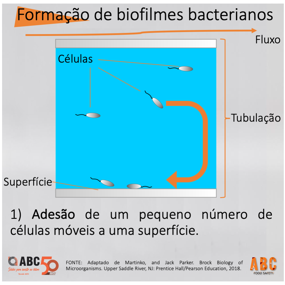 Formação de biofilmes bacterianos Formação de biofilmes bacterianos