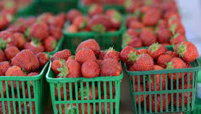 Strawberry Fair Returns to Milton Fairgrounds to Launch Summer Fun!