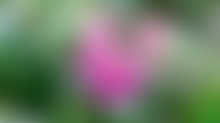 "Frost Advisory in Effect for Tuesday as Temperatures Near Freezing Point"