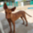 Nicol