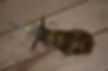 Eging caught at Changi Boardwalk by MFFA (fishing in Singapore)