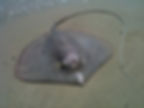 Stingray caught at Changi Beach by MFFA (Fishing in Singapore)
