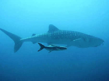 A WHALE SHARK!? In Singapore? No way!