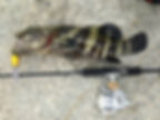 Grouper caught at East Coast Park by MFFA (Fishing in Singapore)