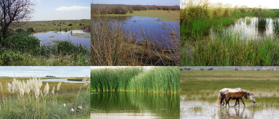 Nota Humedales 3.png