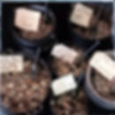 Philtres Assortment Cauldron