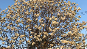 モクレンが満開になる